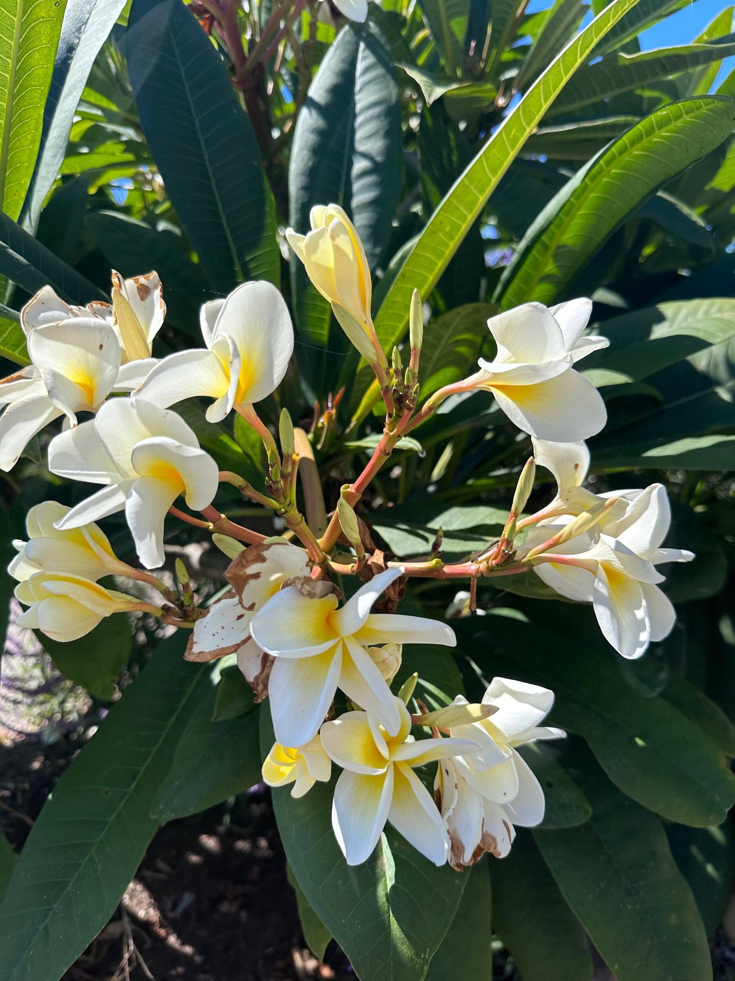Organic Plumeria Hydrosol