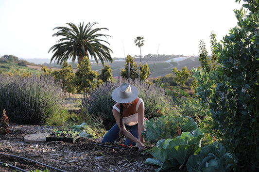 A gardener kneeling in a thriving vegetable garden while carefully pulling weeds by hand, demonstrating the peaceful practice of tending healthy soil and maintaining a productive organic garden.