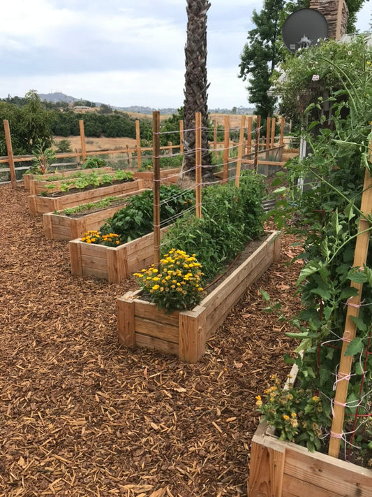 Beautiful organized garden beds