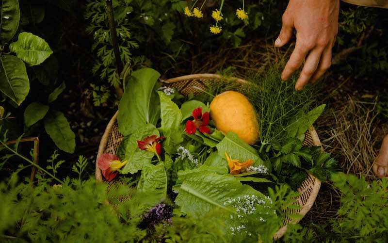 Basket filled with freshly harvested organic vegetables from a thriving home garden, including tomatoes, cucumbers, carrots, leafy greens, and herbs, showcasing the abundance of sustainable gardening.
