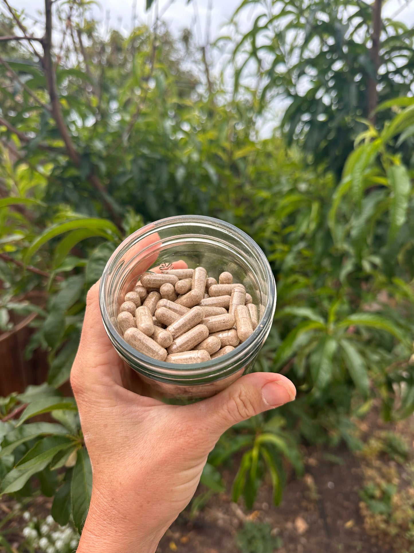 Pastured Beef Organ Capsuls