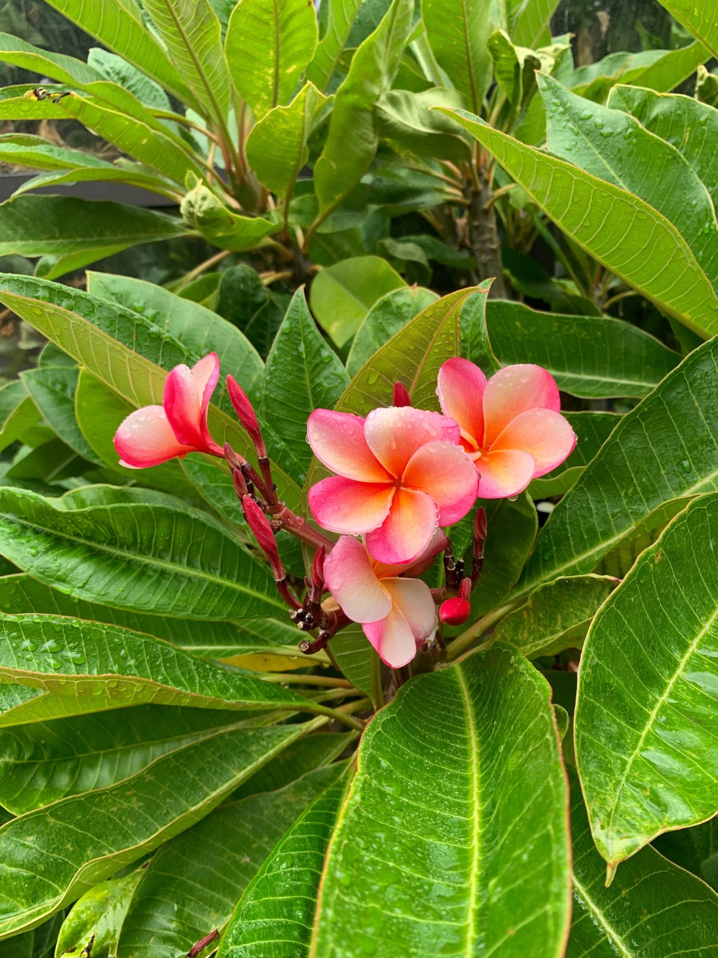 Organic Plumeria Hydrosol